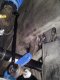 (image for) Adjustable Race Swaybar Endlinks (4Motion front)